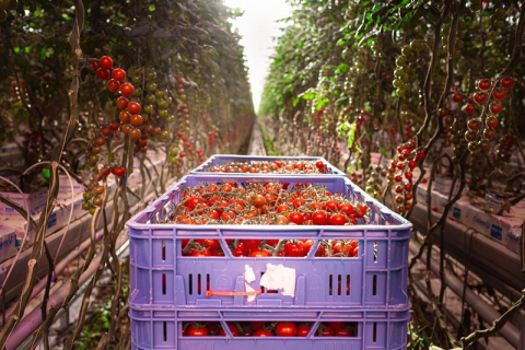 Tomatenkwekerij Salmmeir