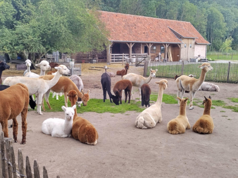 Alpacahof Hagebos