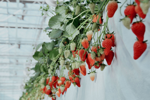 Aardbeien aan plant