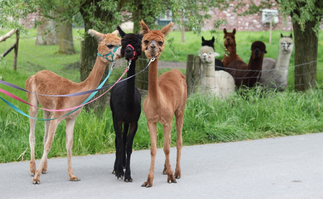 Alpacahof Hagebos